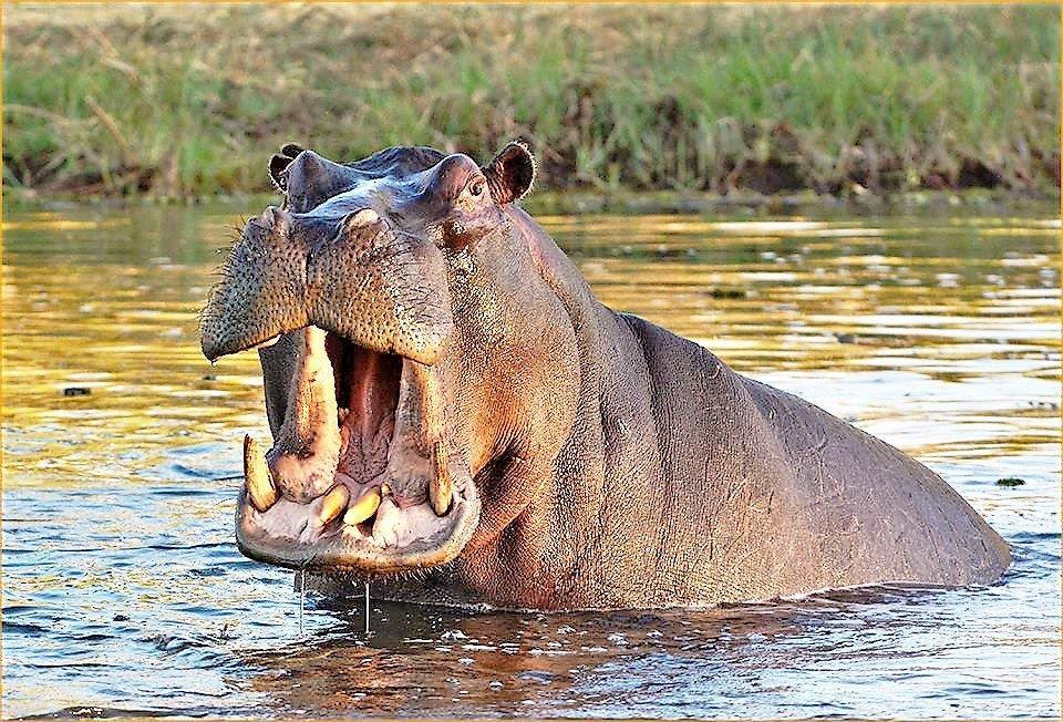 Mabalingwe Uzuri Lodge Бела-Бела Экстерьер фото